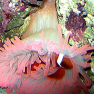 Debbsfish274