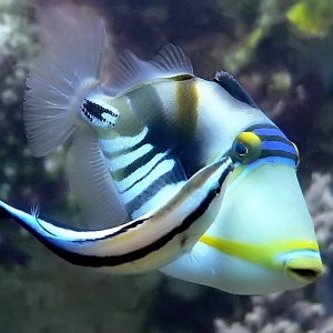 Blackbar triggerfish & Bluestreak cleaner wrasse