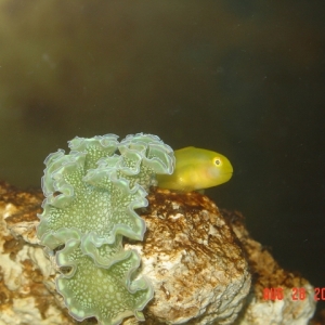 Yellow Goby & Lettuce Slug