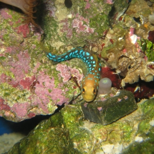 My New Bluespot Jawfish