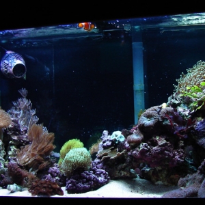 50gallon softie reef