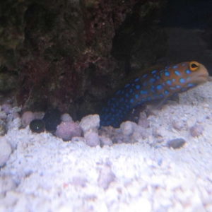 Cranky the blue spot jawfish