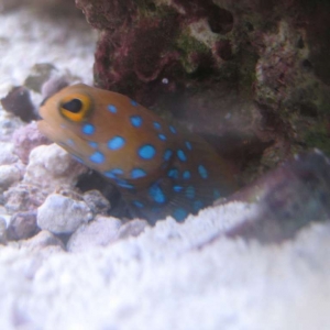 Cranky the blue spot jawfish