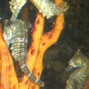 Dwarf Seahorses / Hippocampus zosterae