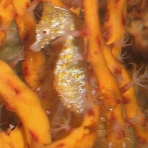 Dwarf Seahorses / Hippocampus zosterae