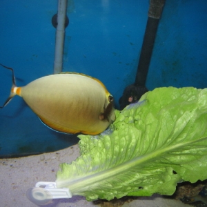 Blonde Naso Tang