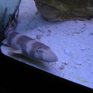 Bamboo Shark