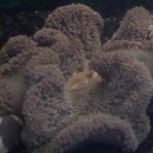 My new Anenome.