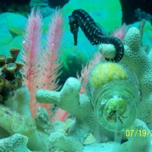 polyps and golf ball coral