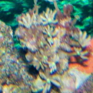 Daisy Polyps