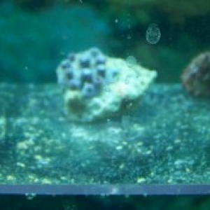 5zoas