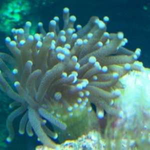 torch coral