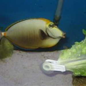 Blonde Naso Tang