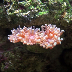 Hammer_Coral_Open_1