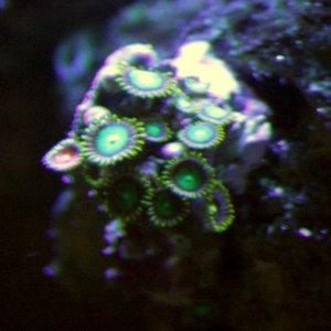 Nice_Green_Zoas_1