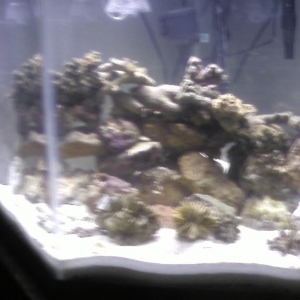My 40 Gal