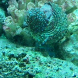 worm2