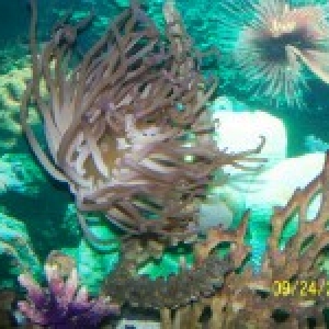 anenome2