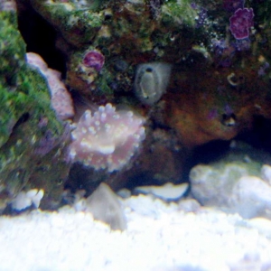 anemone, shroom, or polyp???