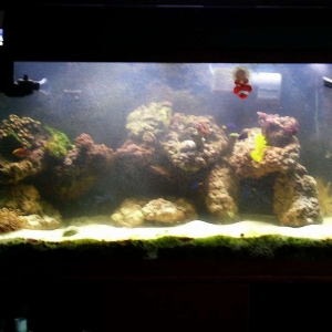 My 40 Gallon Reef Tank