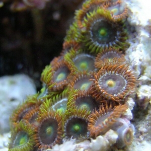 Zoas