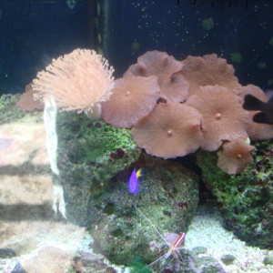 Right Side of tank Shrooms and Toadstool, and colt's