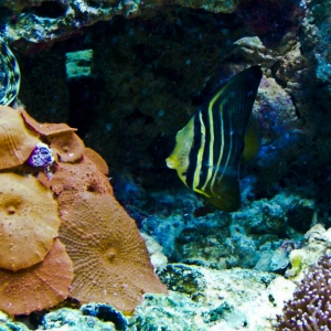 Sailfin Tang