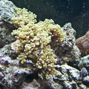 Some of my Corals