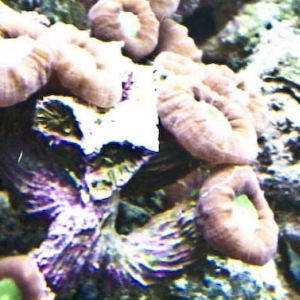 Some of my Corals