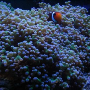 Clownfish in Frogspawn