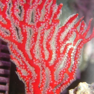 Red Veil Gorgonia