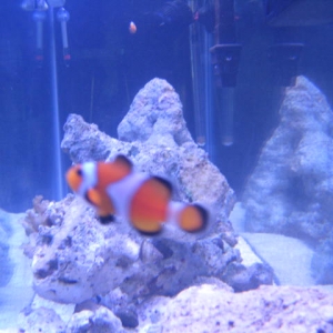 Clownfish