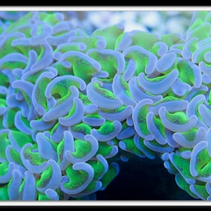 Purple and Green Hammer