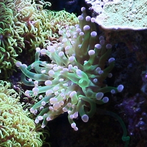 Euphyllia sp.