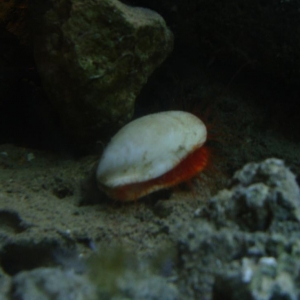 Scallop_small