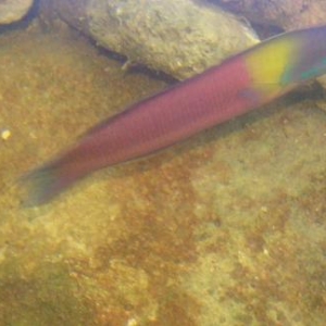 Wrasse