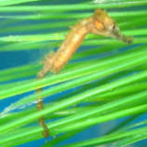 Seahorse Fry