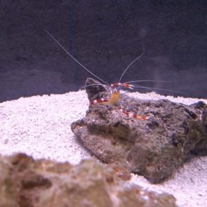 Coral banded shrimp