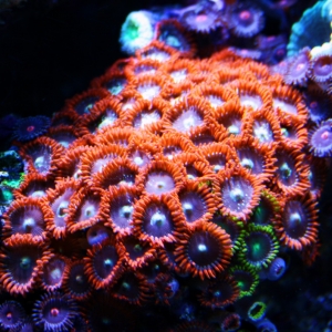 Favorite Red/Orange Zoas