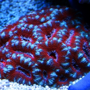 New Spiderman Aussie Acan