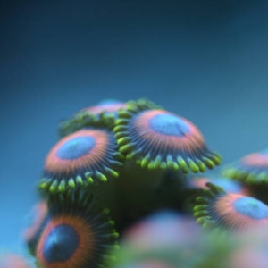 Orange Zoas