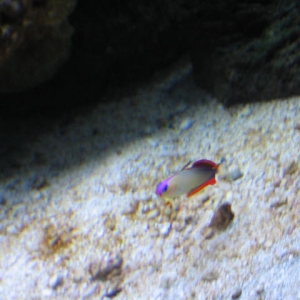 Purple Firefish