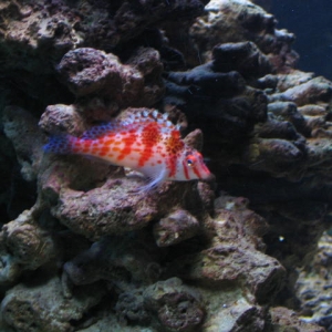 Hawkfish