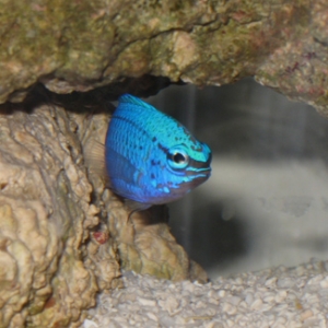 My Chromis (Finnegan)