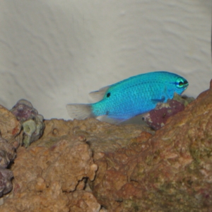 My Chromis (Finnegan)