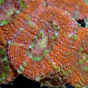 Acan Lord