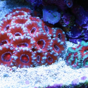 Acan Garden