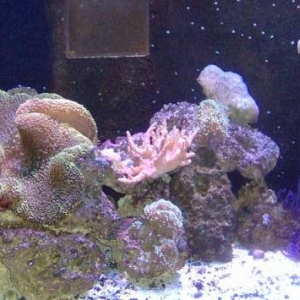 120g Anemone tank