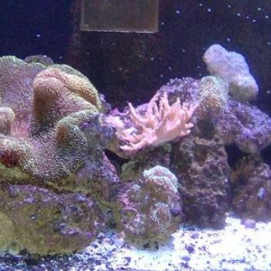 120g Anemone tank