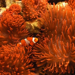 Tank Portraits; Clown fish and Anemones